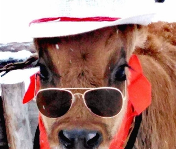 Модные чики: в Якутии прошел конкурс красоты для коров