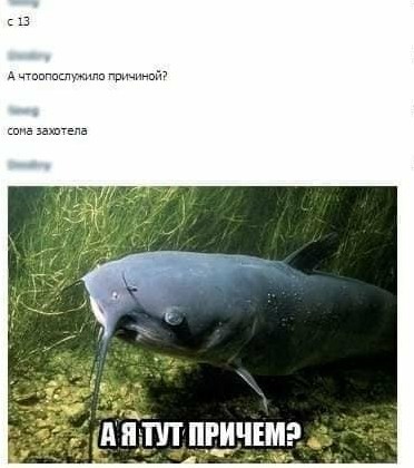 В Куршском заливе в Калининградской области поймали 80-килограммового сома