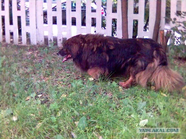 Подборка диких помесей собак