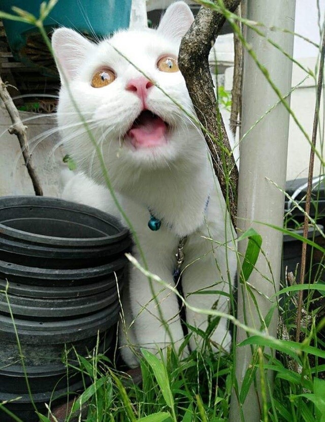 А я настоящий?