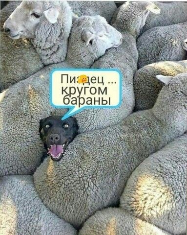 Пустая до горизонта дорога, но обиженный жопонюх нашел свою жертву!