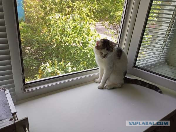 Новая Жизнь (К Кошачьему Вторнику)