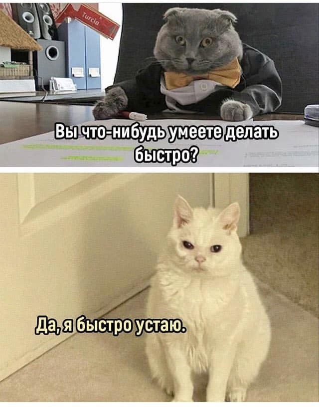 Весёлый полтишок 23.07.23