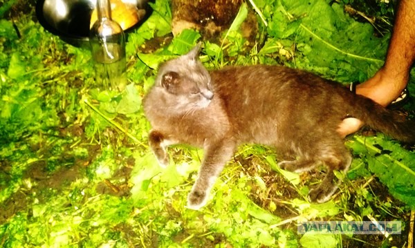 Котовторник 21.05.2013