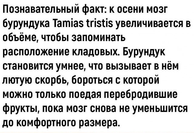ГД одобрила в первом чтении законопроект об ограничении сбора кедрового ореха
