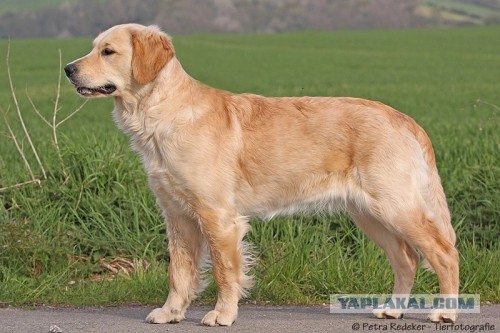 10 самых агрессивных пород собак