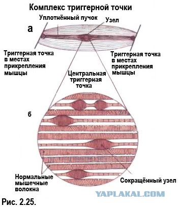 Тайский массаж. Основы.