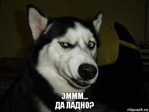 Что я узнал за несколько лет наблюдения за собачниками