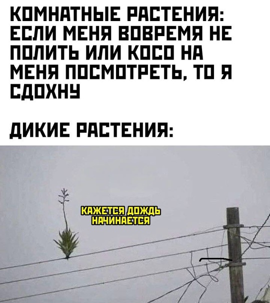 Весёлый полтишок 24.04.25