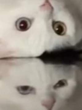 Зазеркалье