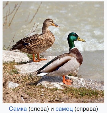 Ещё одно видео, которое держит в напряжении до самого конца