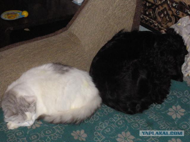 Котовторник 18.03.2014