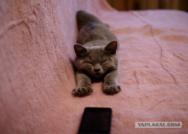Котовторник  25.03.2014
