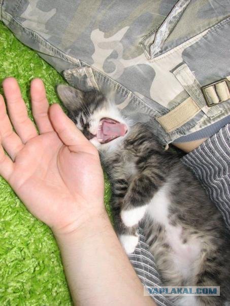 А у тебя есть фото твоей зевающей котейки ?