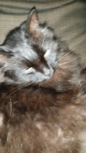 Котовторник 25.11.2014