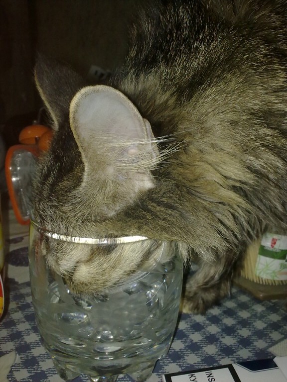 Котовторник 2.12.14