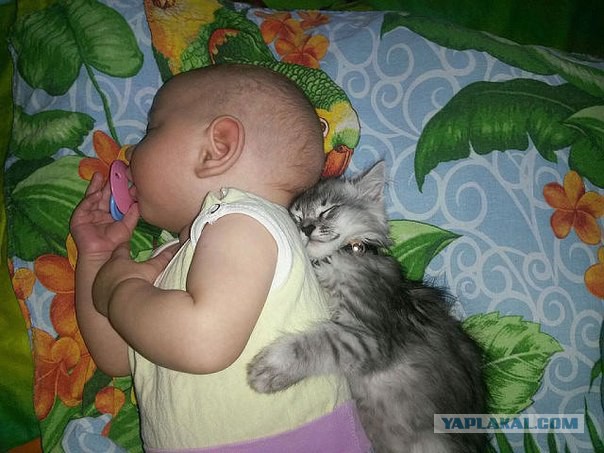 Собака покусала маленького ребенка