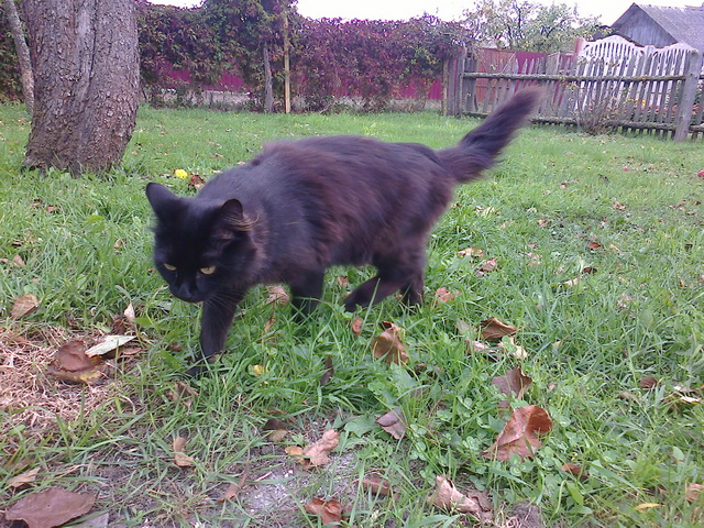 Котовторник 09.06.2015