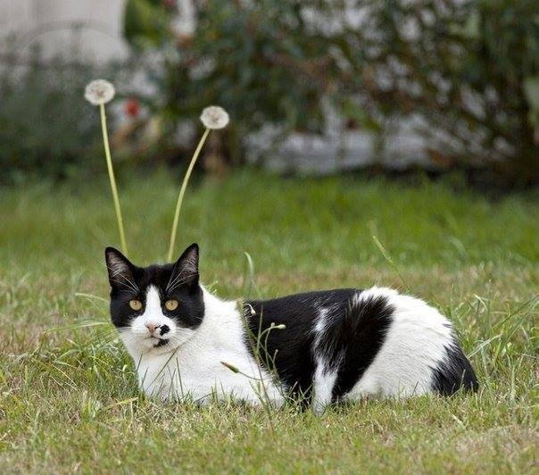 Котэподборка