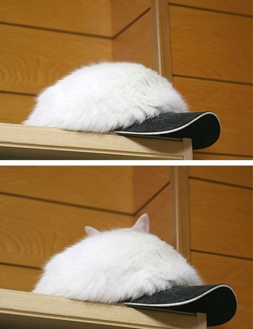 Котовторник
