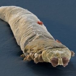 В США разработали лазерную бритву