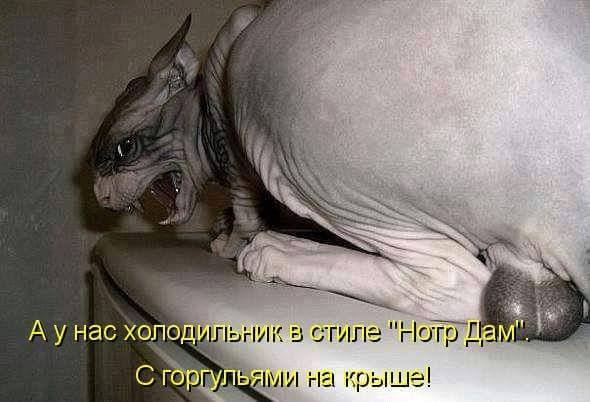 Демотиваторы