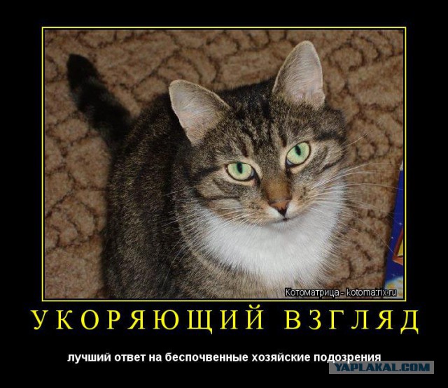 Кто съел сметану?