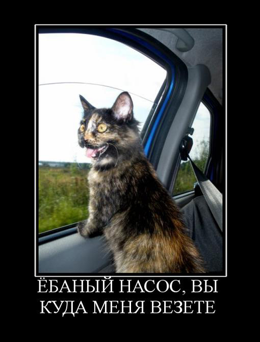 Картинки с надписями
