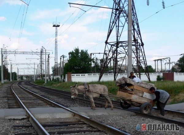 Все о КОНЯХ, ЛОШАДЯХ, ОСЛАХ