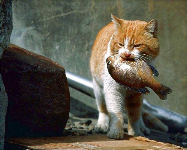Птицы и рыбы. История взаимоотношений.