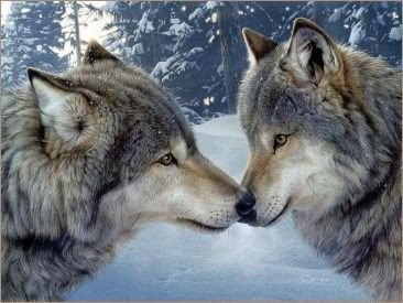Божьи твари