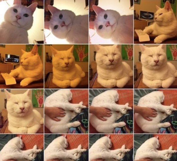 Мохнатые беспредельщики