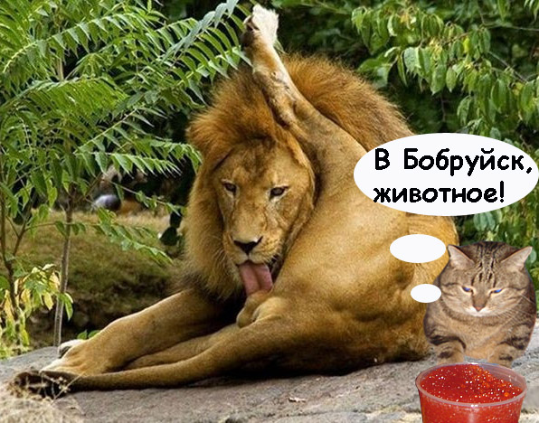 Фотожаба: Правильное питание для кота