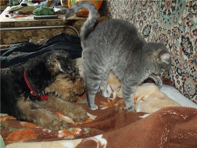 Коты из сети