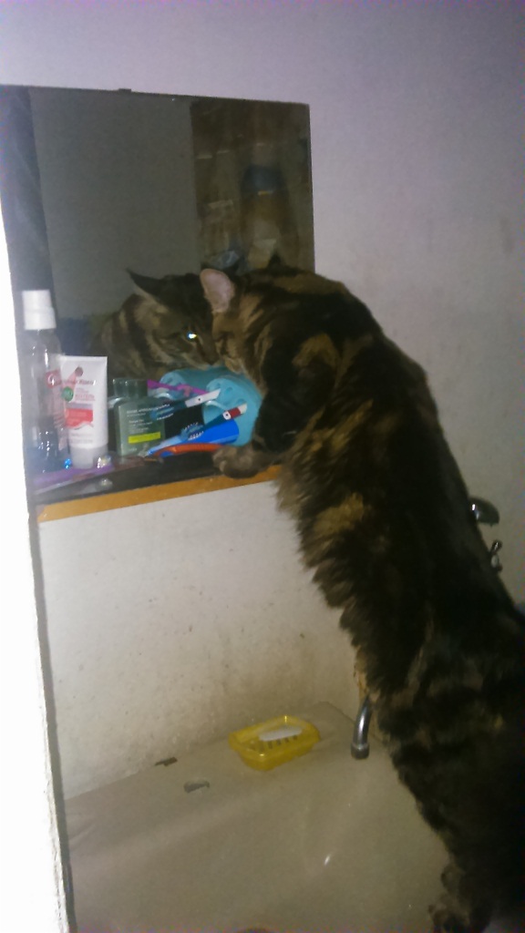 Котовторник 13.12.2016