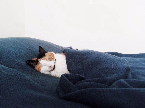 Коты и Кошки