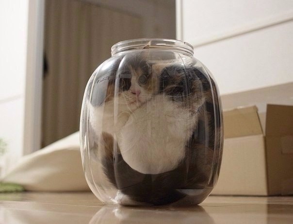 Коты и Кошки