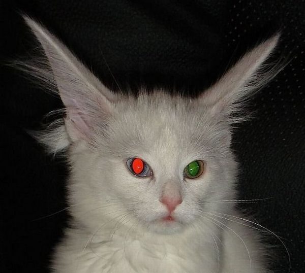 Коты и Кошки