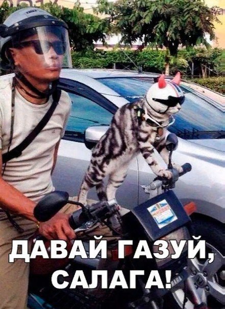 Забавных картинок не хотите ли?