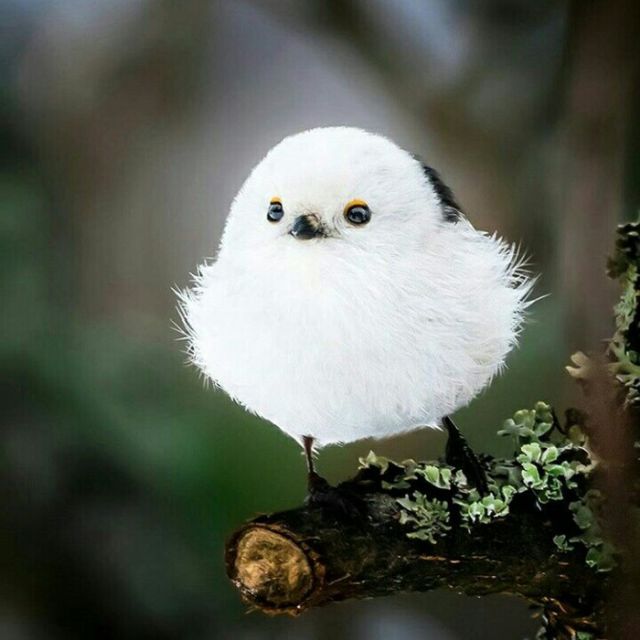 Живность из сети