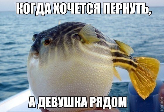 Нестандартный юмор
