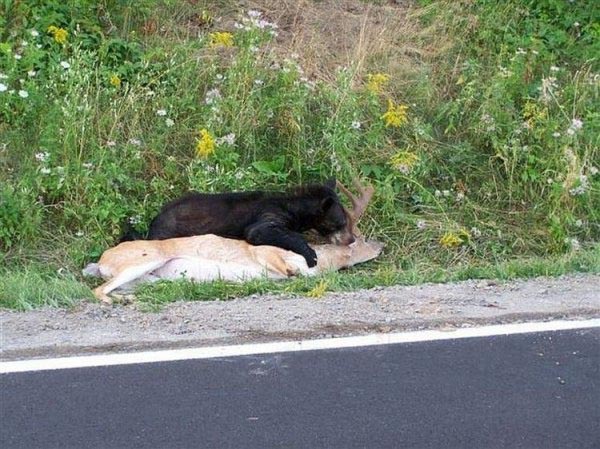 "Акелла" не промахнулся