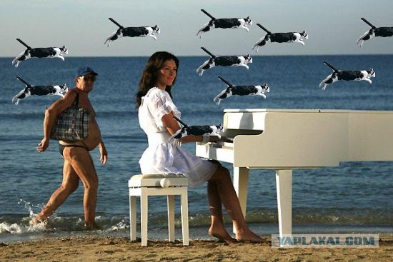 Фотожаба: Полет Барсика