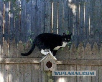 Фигасе воробушек!