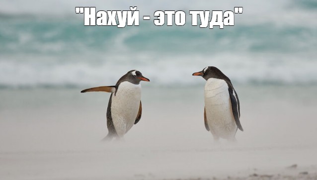 Эти забавные животные