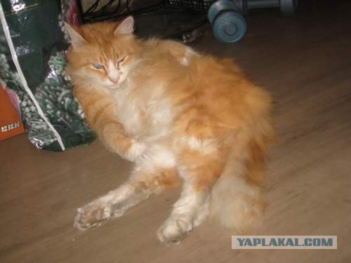 Котовторник 09.04.2013