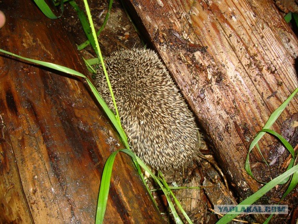 Йожиги! Позитива пост :)