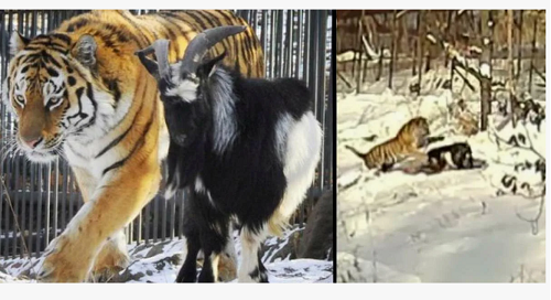 Внезапная дружба котёнка и воробья