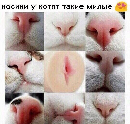 Пятничные 100м2 дичи
