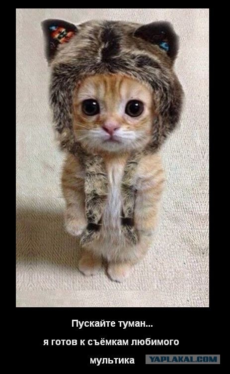 Чем ежики лучше кошек